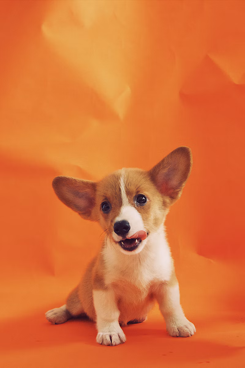 Ração para Cães Filhotes (10kg)